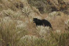Black bear walking among the silvery rosettes of frailejon plants on a grassy slope