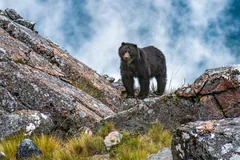 Bear standing on a lichen-covered rock ridge with cloud drifting behind it