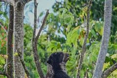 Bear climbing a forked tree, gripping a branch with one paw and looking upward