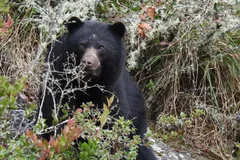 Black bear with a brown muzzle peering out from behind a flowering shrub