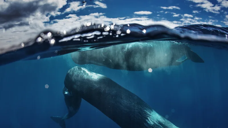 Sperm Whale in natural habitat