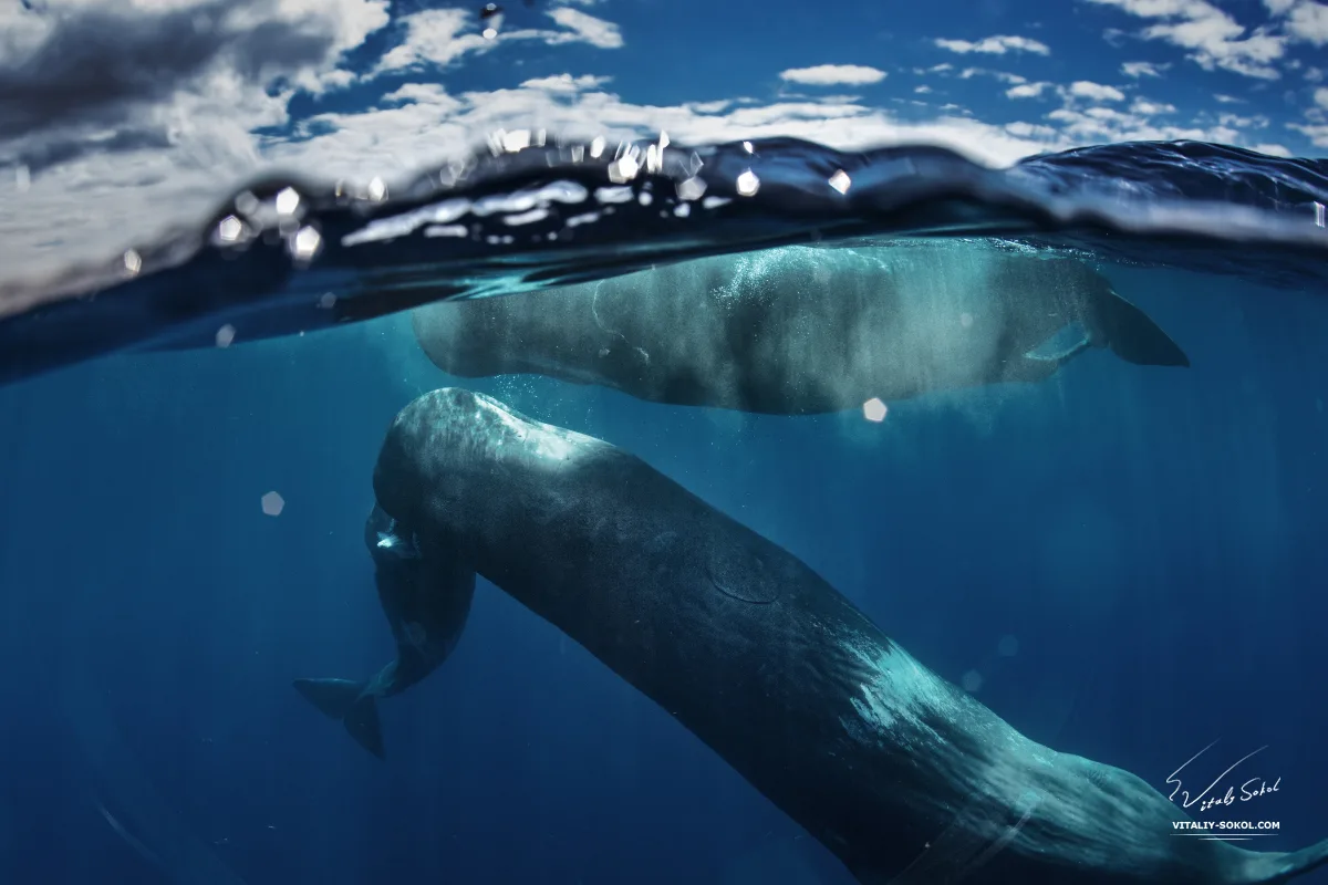 Sperm Whale in natural habitat