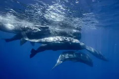 Sperm Whale in natural habitat