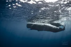 Sperm Whale in natural habitat