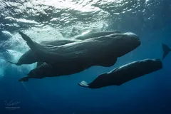 Sperm Whale in natural habitat