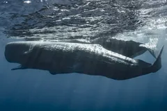 Sperm Whale in natural habitat