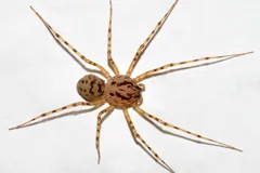 A spitting spider seen from above on a white surface, its domed, dark-flecked body ringed by long, banded legs