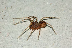 Scytodes thoracica, Nied, Frankfurt/Main, Hesse, Germany
