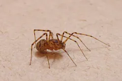 Scytodes thoracica photographed in Lavis (Trentino, Italy)