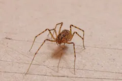 Scytodes thoracica photographed in Lavis (Trentino, Italy)