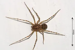 A spitting spider on a white house wall beside a 10 mm scale bar, long banded legs spread around its dark-striped body
