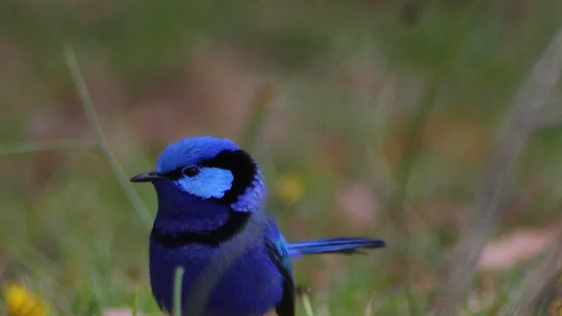 Male splendid fairywren in full electric cobalt-blue breeding plumage on twig