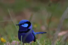 Male splendid fairywren in full electric cobalt-blue breeding plumage on twig