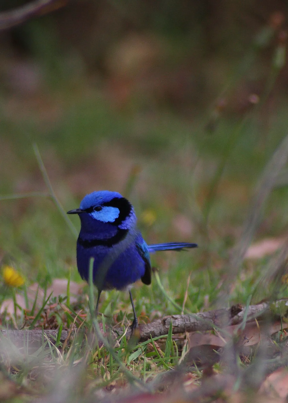 Male splendid fairywren in full electric cobalt-blue breeding plumage on twig