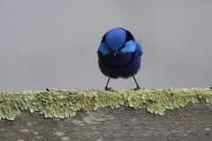 Splendid fairywren displaying brilliant azure crown and black eye mask