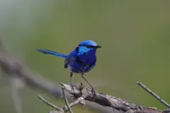 Male splendid fairywren carrying a vibrant purple flower petal to court a mate