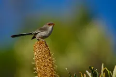 Female splendid fairywren perched in dry Australian scrubland foliage