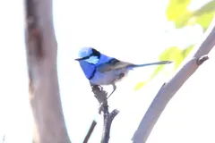 Male splendid fairywren perched in Australian woodland scrub