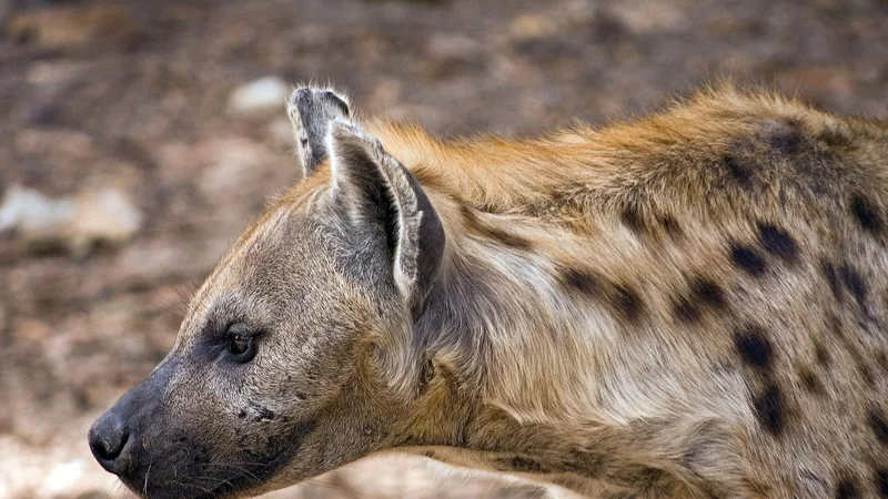 Spotted Hyena in natural habitat