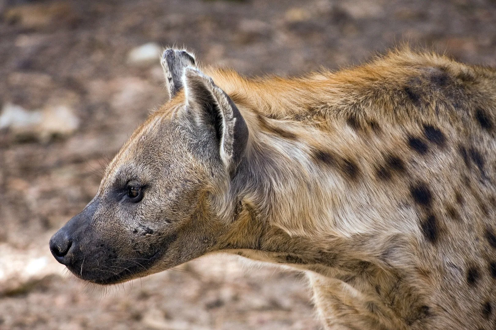 Spotted Hyena in natural habitat