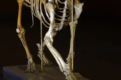 Spotted Hyena in natural habitat