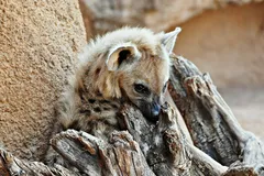Spotted Hyena in natural habitat