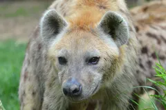 Spotted Hyena in natural habitat