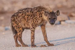 Spotted Hyena in natural habitat