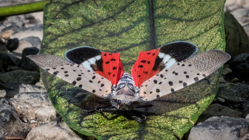 Adult spotted lanternfly with wings spread, showing red hindwings