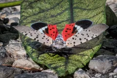 Adult spotted lanternfly with wings spread, showing red hindwings
