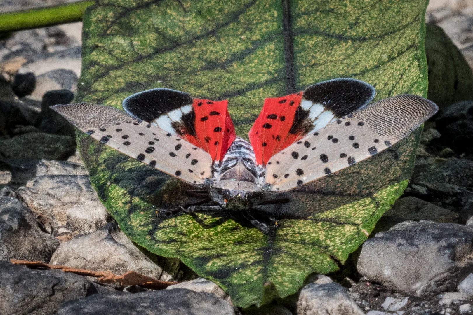 Adult spotted lanternfly with wings spread, showing red hindwings