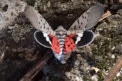Spotted lanternfly flashing red and black hindwings on bark
