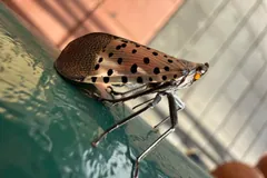 Adult spotted lanternfly with spotted grey forewings on a railing