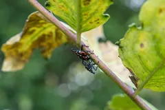 Black spotted lanternfly nymph with white spots on a plant stem