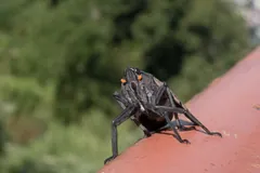 Adult spotted lanternfly walking along a red railing