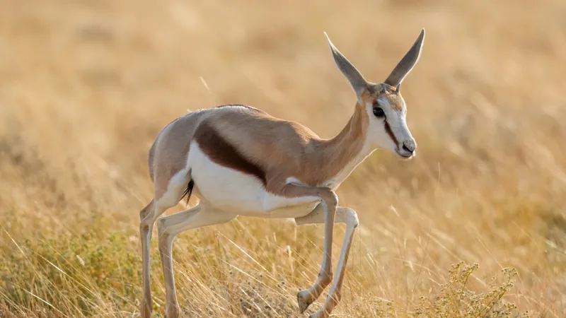 Springbok trotting through tall golden grass, its brown flank band and white belly clear
