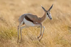 Springbok trotting through tall golden grass, its brown flank band and white belly clear