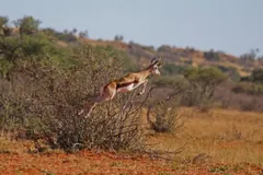 Springbok springing high off red sand above low scrub, legs held stiff