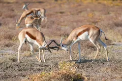 Two male springbok locking horns in a sparring match on dry ground