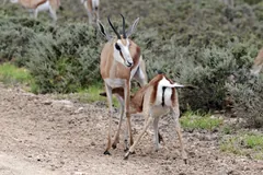 Springbok calf suckling from its mother beside a dirt track