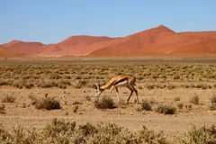 Lone springbok grazing on a sparse plain beneath red desert dunes