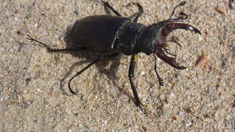 Stag Beetle in natural habitat