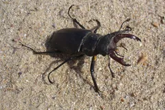 Stag Beetle in natural habitat