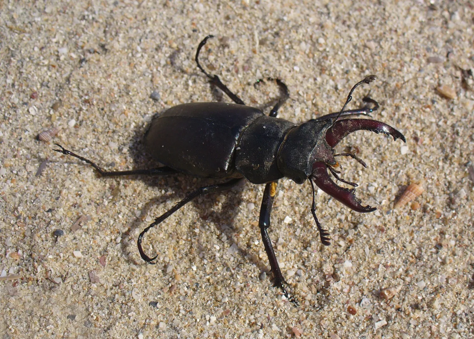 Stag Beetle in natural habitat
