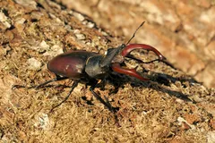Stag Beetle in natural habitat