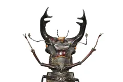 Stag Beetle in natural habitat