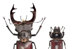 Stag Beetle in natural habitat