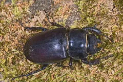 Stag Beetle in natural habitat