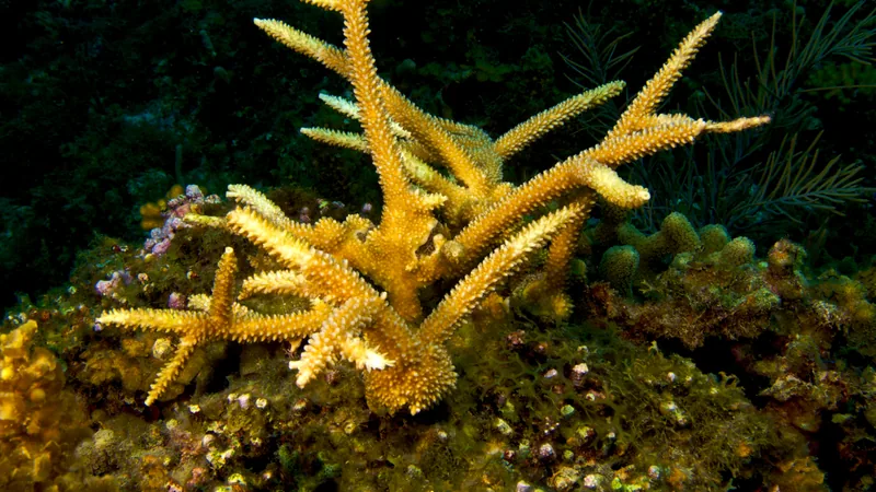Golden staghorn coral colony with branching antler-like arms on a dark reef