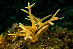 Golden staghorn coral colony with branching antler-like arms on a dark reef